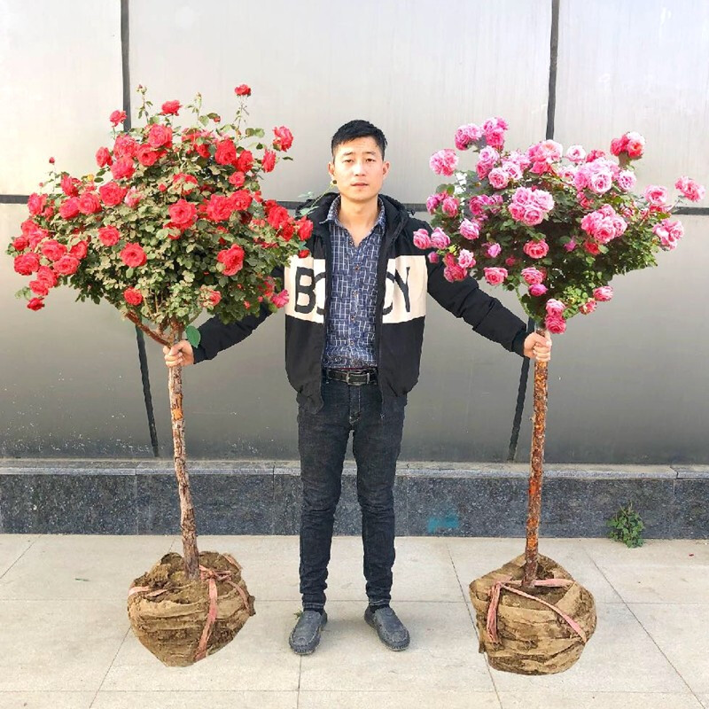 花仙知 树状月季嫁接浓香庭院树桩树形月季树型花苗特大花国月多色