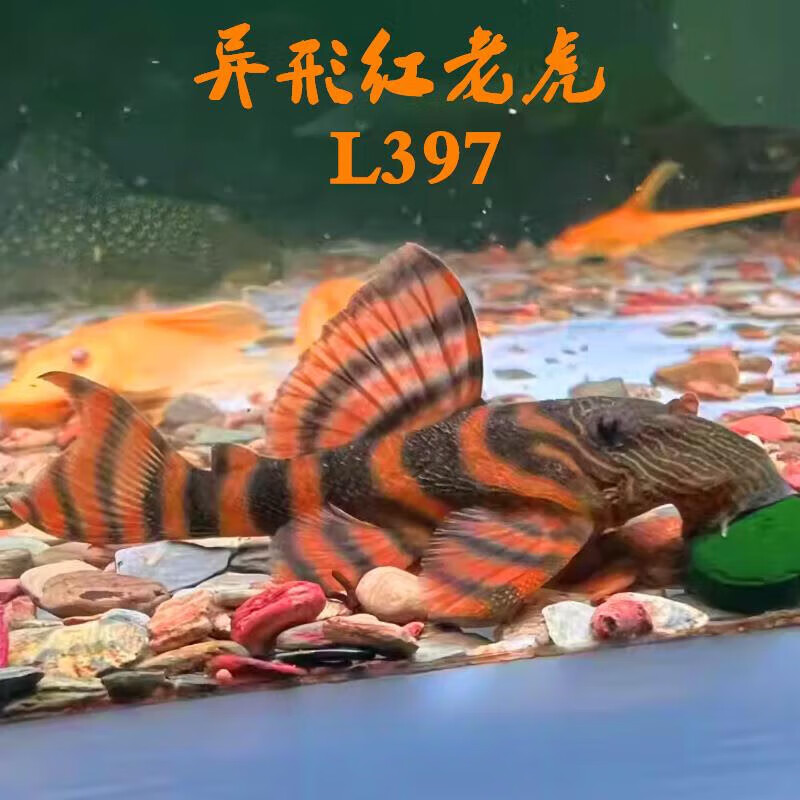 l397异型鱼观赏热带鱼底栖工具鱼中大型淡水异形活体 l397红老虎1只 3