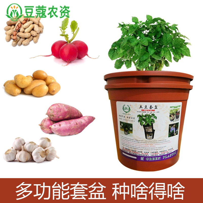 千惠美 土豆种植盆种植桶室内阳台蔬菜种菜盆神器幼儿园儿童自然科学