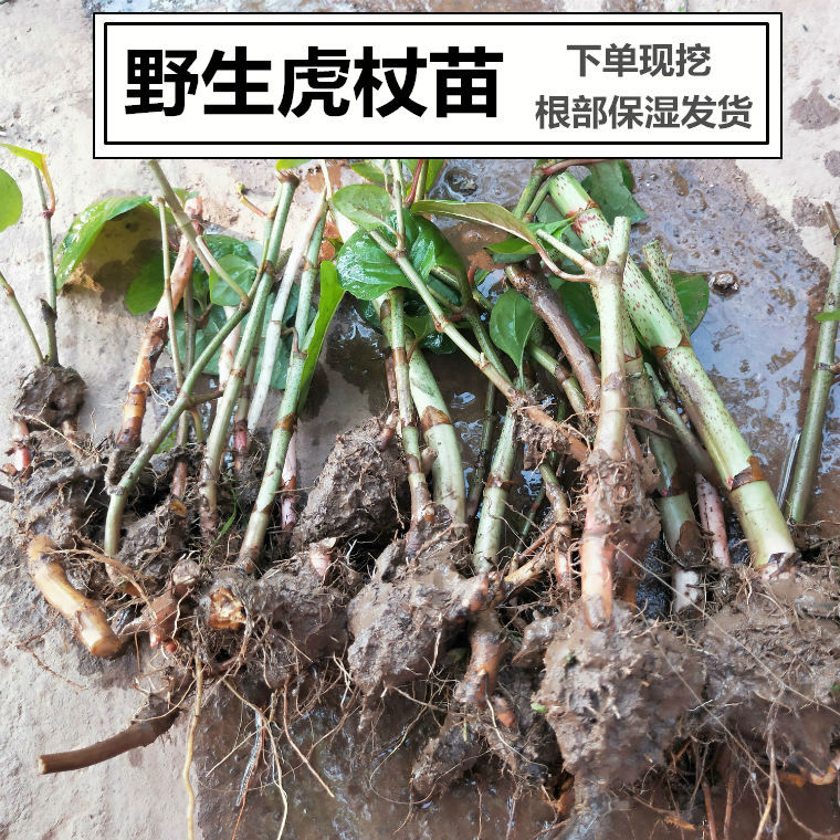 伟博现挖虎杖苗 新鲜虎杖根花斑竹苗 酸筒杆苗 虎杖根苗 黄地榆苗