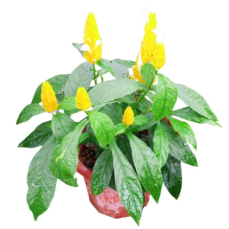 晗畅 黄金宝塔花盆栽金苞花黄虾花卉黄金塔花苗四季观赏绿植物 黄