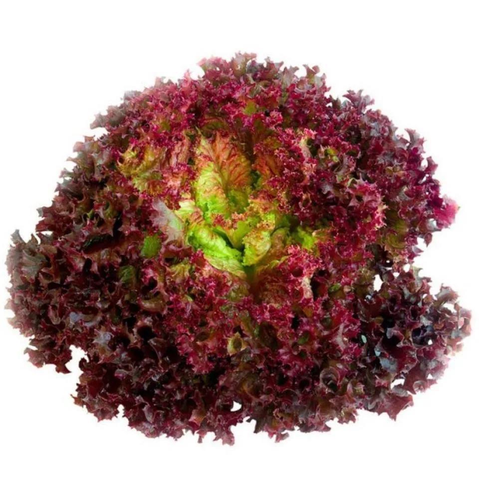紫叶种子 四季紫叶生菜种子高产紫红色蔬菜种籽沙拉菜包菜阳台盆栽
