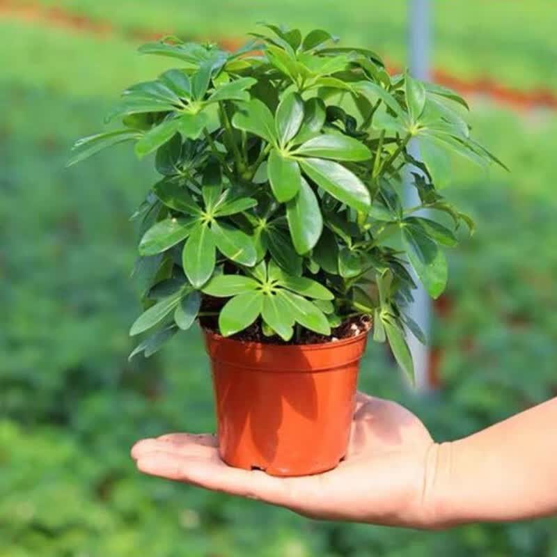 御春阁 鹅掌柴 鸭掌木 鸭脚木室内客厅大型植物盆景花卉盆栽苗 原盆原土 15cm小苗原盆原土（2盆装）怎么看?