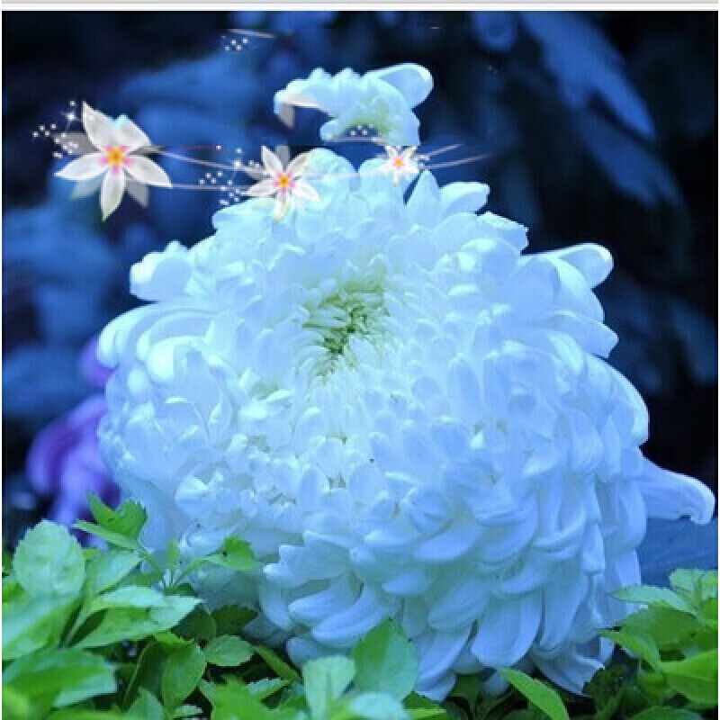 菊花盆栽四季菊花苗室外阳台庭院植物大菊花苗花卉 25蓝冰1棵 不含盆