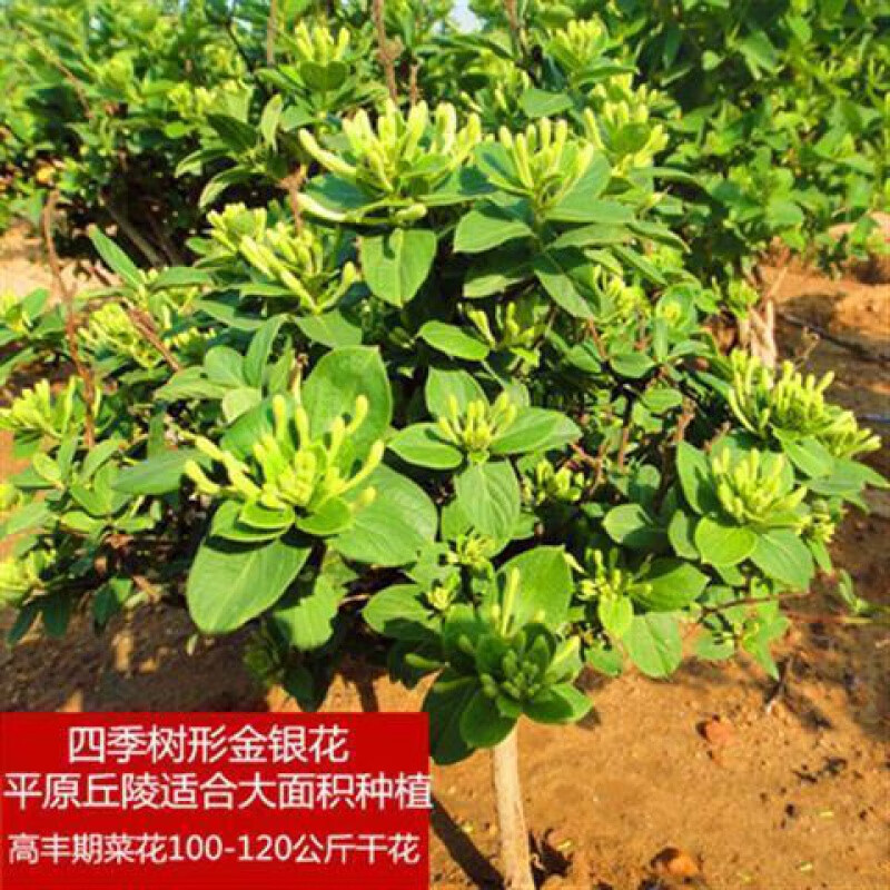 【精选绿植】金银花苗树苗盆栽地栽老桩庭院种植耐寒室内花卉红色爬藤