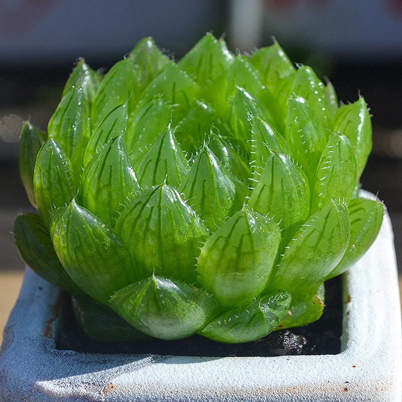 玉露精品多肉植物大颗稀有品种室内桌面办公室肉肉花卉盆栽 樱水晶