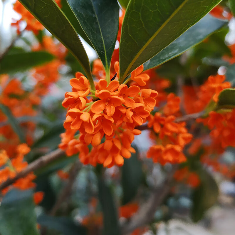 红色四季开花-红日香 大盆6年苗当年开花