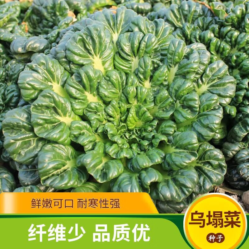 冬天乌塌菜种子子白菜黄心乌冬季籽种黑菜蔬菜种籽孑菜籽菜种乌塔