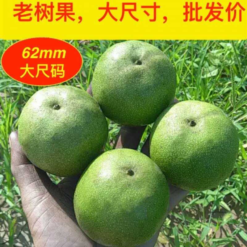 赌青皮文玩核桃 文玩核桃官帽狮子头四座楼狮子头青皮58mm至60mm 官帽