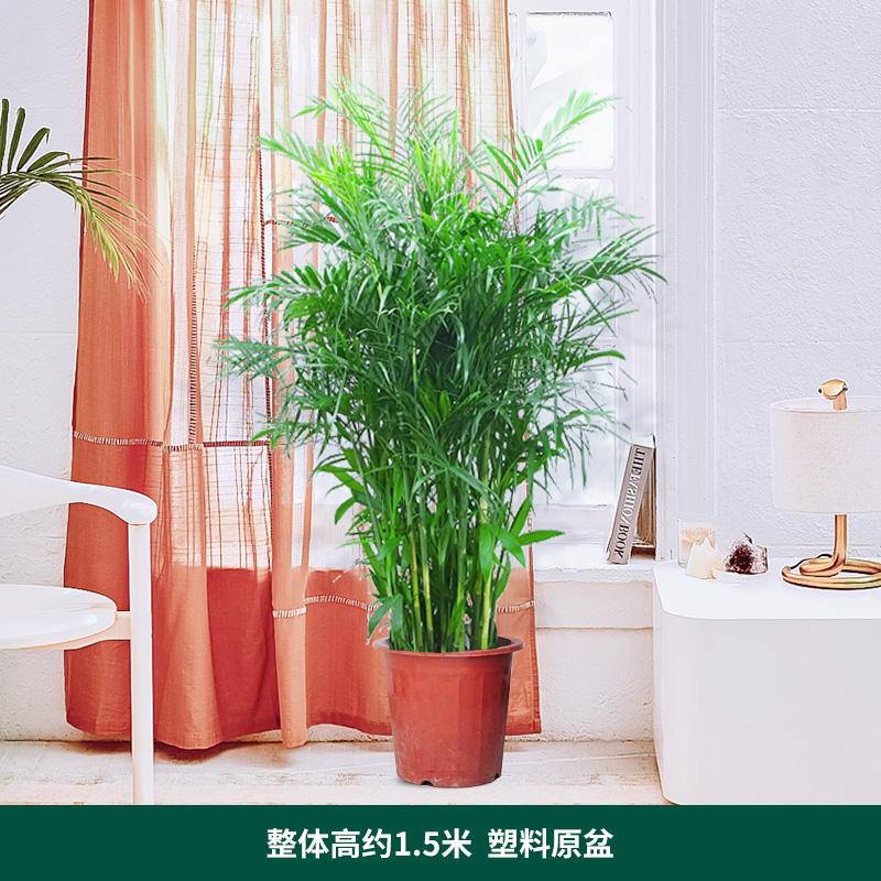 蘑菇菌包香菇菌种种植包平菇菌棒双孢菇种家庭食用菌香菇大菌包 注意买1包发1包 虎窝购 蘑菇菌包香菇菌种种植包平菇菌棒双孢菇种家庭食用菌香菇大菌包 注意买1包发1包 虎窝购