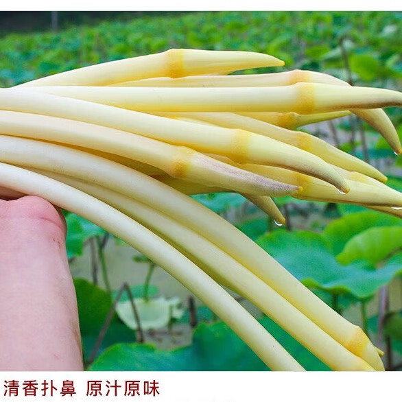 洪湖农家 新鲜藕带 新鲜蔬菜 洪湖藕带 藕尖 生鲜蔬菜 湖北特产 火锅食材 2斤新鲜藕带