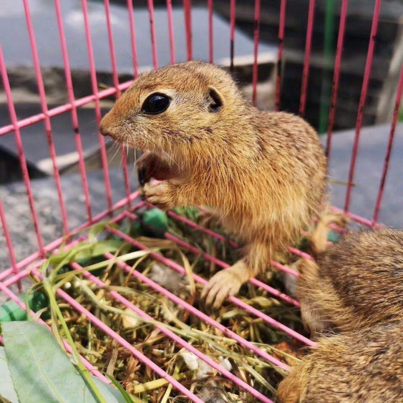 【京选推荐】网红土拨鼠幼崽迷你土拨鼠家养亲人宠物打疫苗 土拨鼠幼