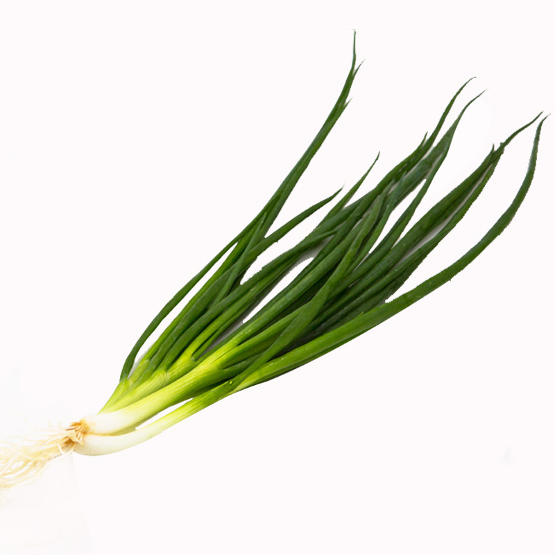 农家栽培大面积菜园盆栽转基因小葱香葱