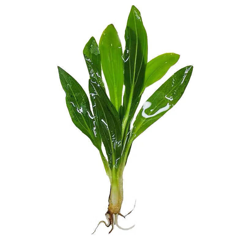 墨之瑶迷你九冠水草大叶绿九冠皇冠草鱼缸水族箱中后景观赏植物好养耐