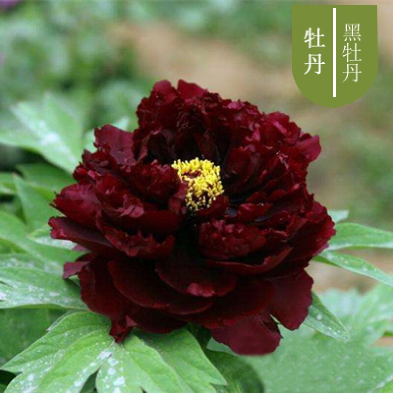 牡丹花苗盆栽地栽洛阳庭院正宗五年大苗菏泽观赏牡丹花王重瓣四季好养