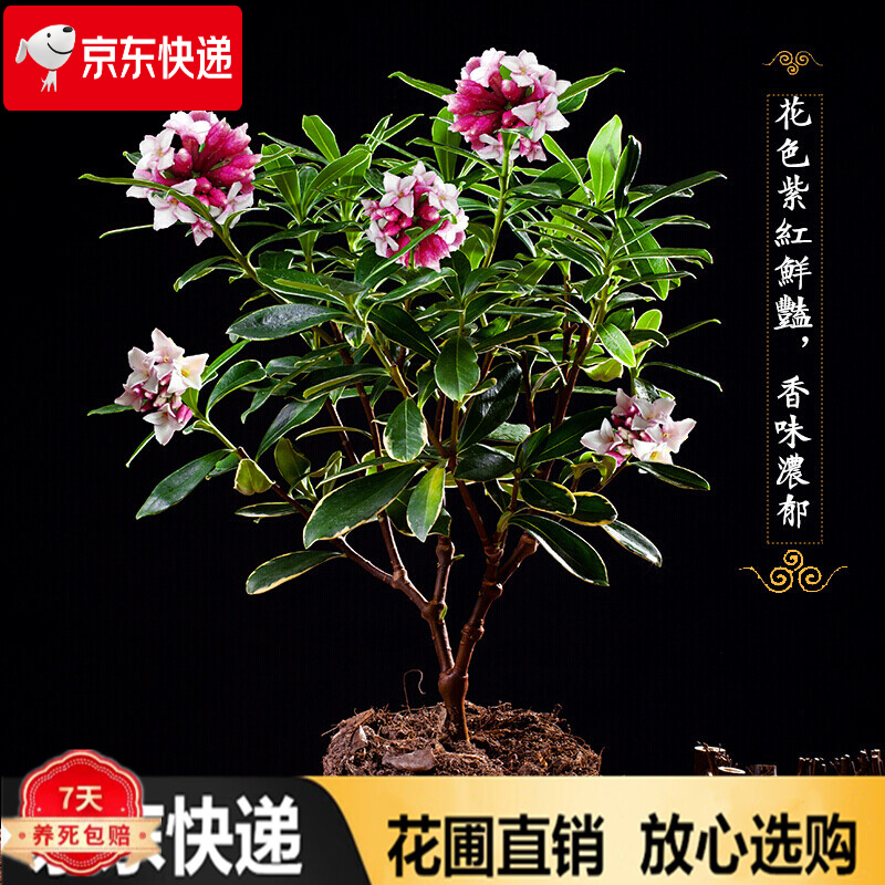 【云仓发货】盆栽金边瑞香大苗带花发货耐寒花苗净化空气吸甲醛室内