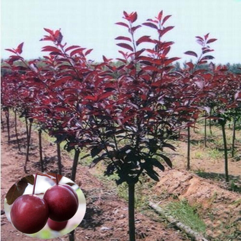 紫叶李树苗绿化苗木 紫叶李树 紫叶李子树苗 紫叶李果 盆景结果树苗