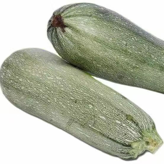 【顺丰发货】东北新鲜蔬菜老品种西葫芦作馅农家自种大白瓜现摘 3斤