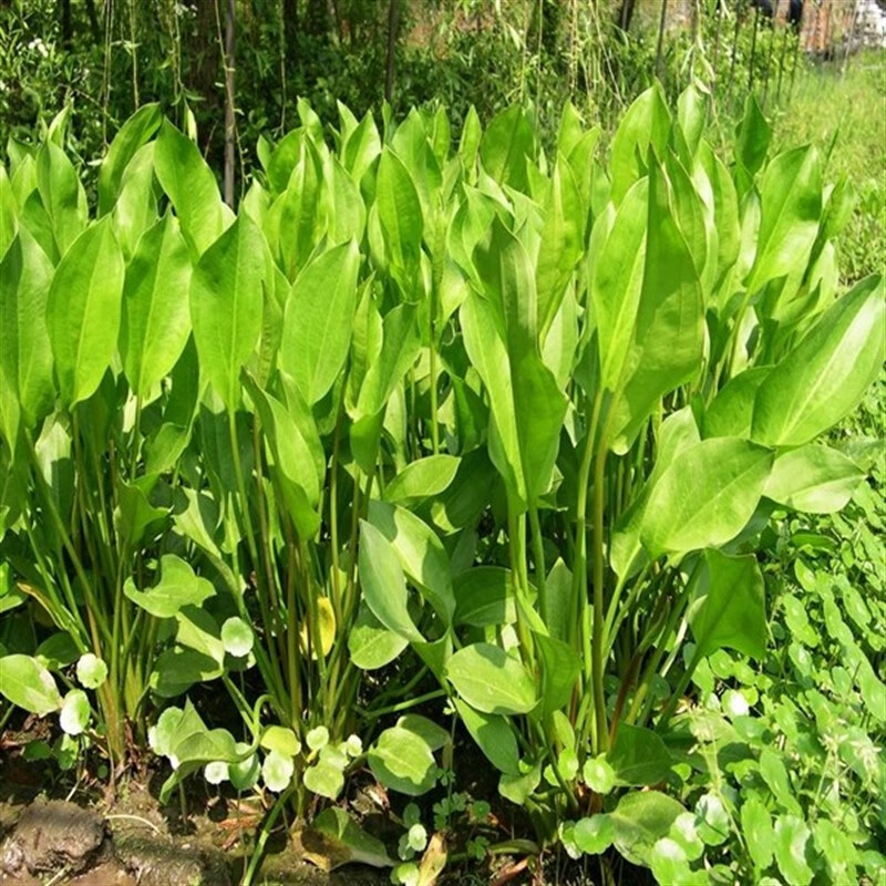 水培水生花卉美人蕉旱伞草水竹再力花黄菖蒲千屈菜苗池塘湿地植物