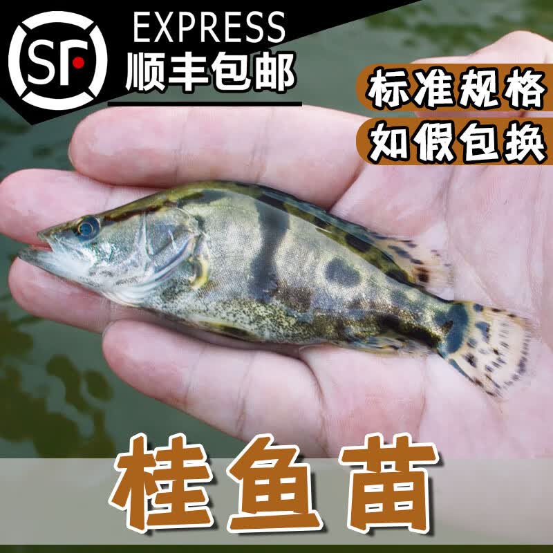 桂鱼苗鳜鱼苗淡水桂花鱼苗贵鱼鲑鱼白桂斑鳜凶猛肉食性养殖活体 10条1