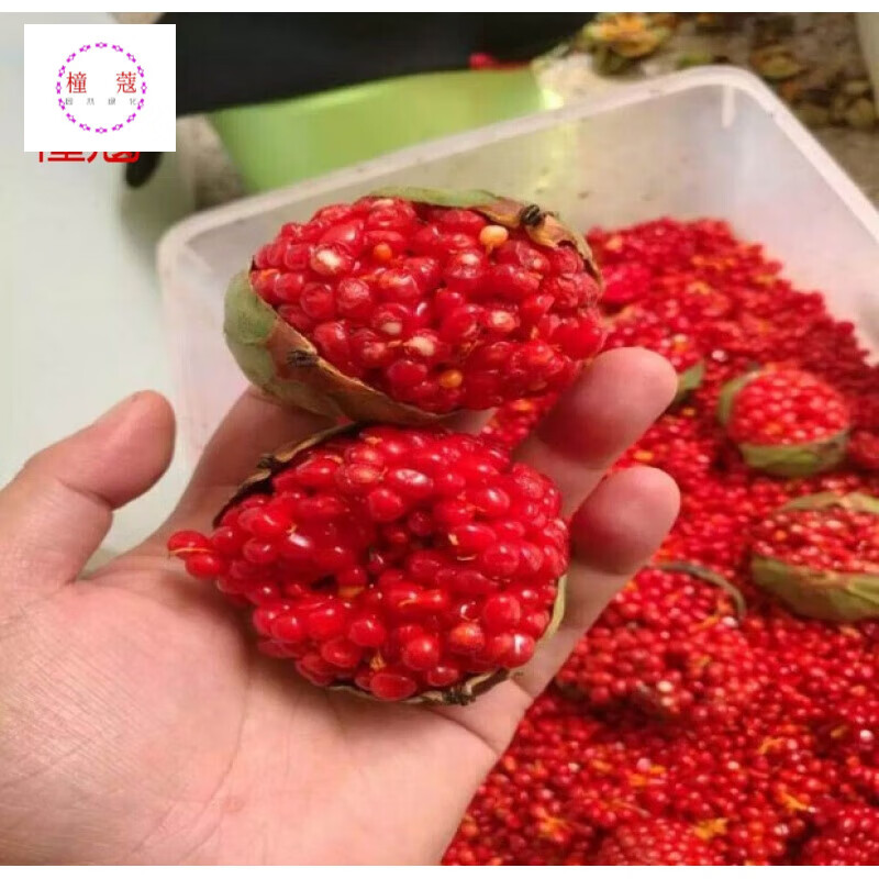 橦蔻 云南粉质滇重楼种苗七叶一枝花种子独脚莲种子重楼种子重楼籽 滇