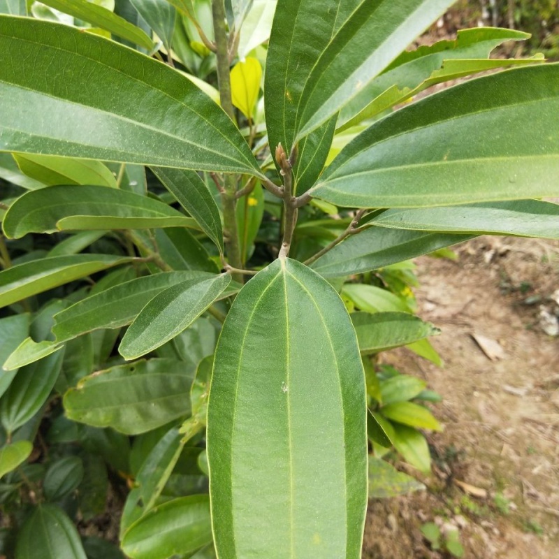 江影清肉桂树苗 玉桂桂皮树 大桂树桂木 五香桂苗 一年苗