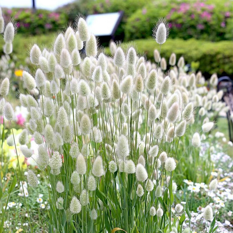 晗畅兔尾草种子室外狐狸尾草籽观赏兔子尾巴庭院阳台盆栽春秋播种 兔