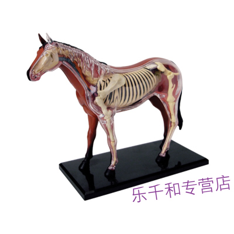 京豆好购仿真母猪奶牛马鸡动物内脏解剖动物拼装模型学校教学教具 马