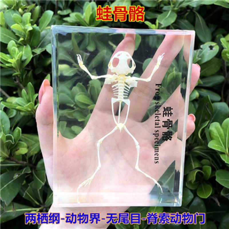 妙普乐昆虫标本真虫 蛇鸟动物骨骼标本 真实树 白色 蛙骨骼