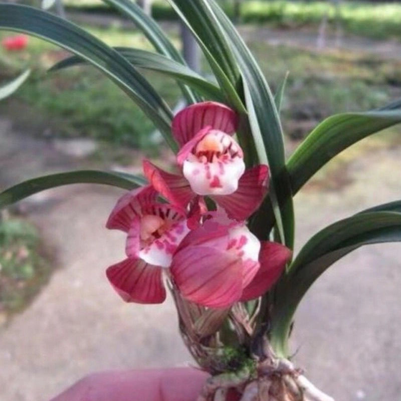 型矮种春兰原生江浙老种兰花苗室内绿植花卉绿植盆栽盛世红荷1苗精品