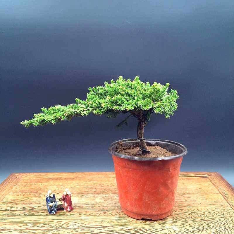 地柏树苗盆景素材庭院盆栽地柏苗地栽四季常青好养耐寒柏树植物铺地柏