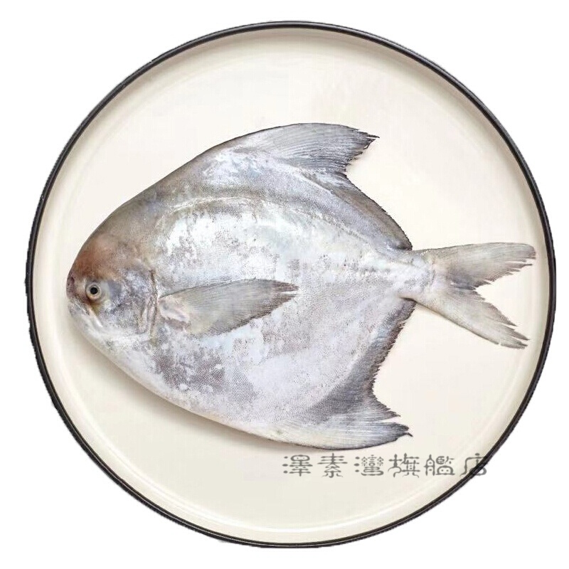 沢素湾大斗鲳鱼 新鲜海捕斗底鲳鱼特大斗鲳鱼海鲜水产鱼类 【0.