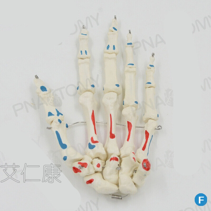 人体解剖病理模型器官可拆卸躯干结构手关节手骨手骨骼手心手掌部