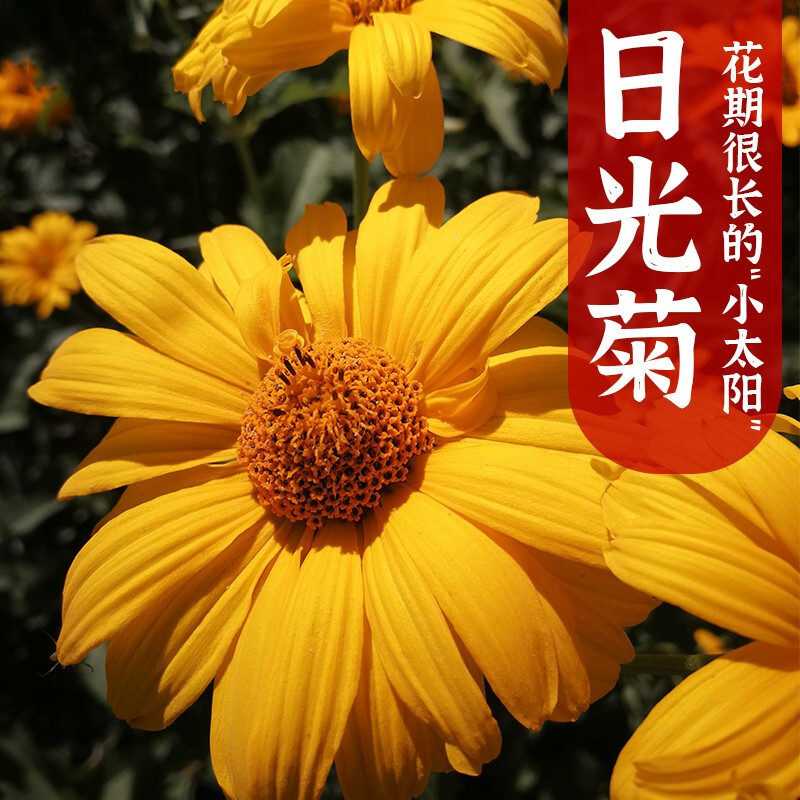 日光菊种子多年生草本花卉麦秆菊蜡菊种孑菊花阳台盆栽四季易播种易缀
