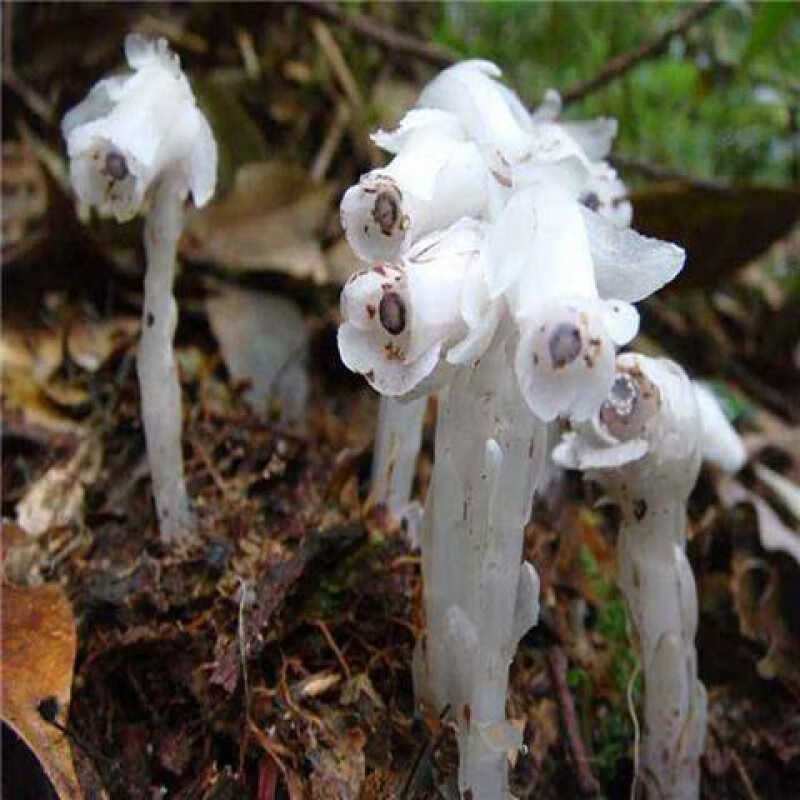 水晶兰种子 幽灵花 奇特兰花 阳台盆栽植物 稀有珍贵奇葩植物 水晶兰