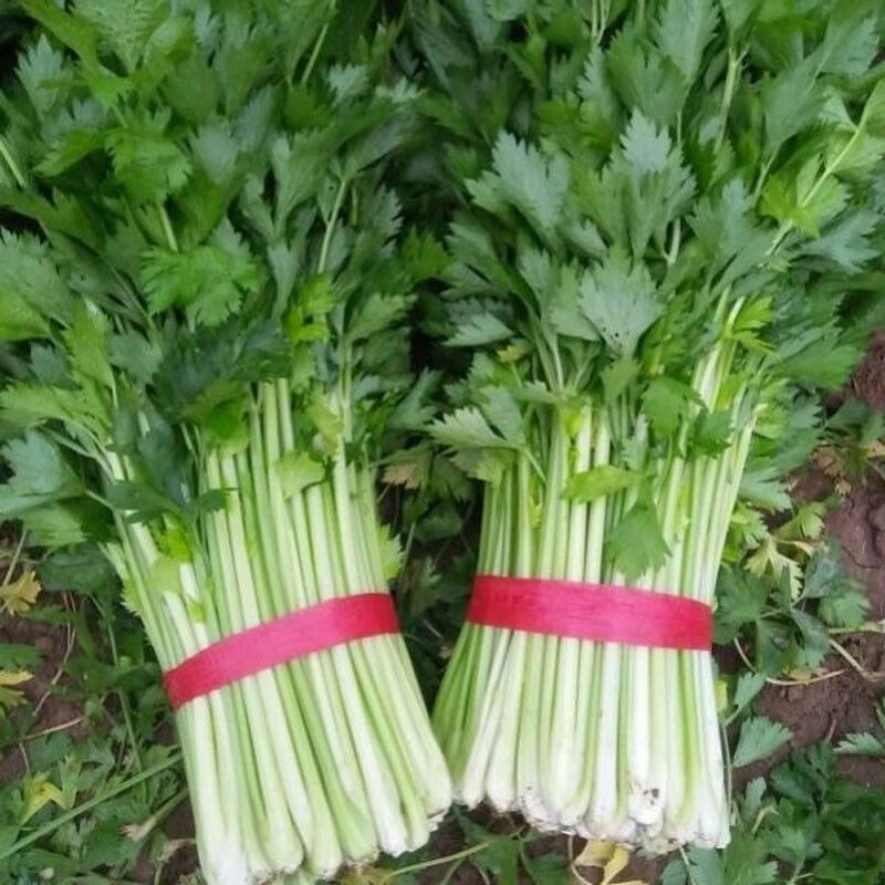 新鲜芹菜蔬菜农家西芹菜嫩空芯青菜香芹 5斤精品装