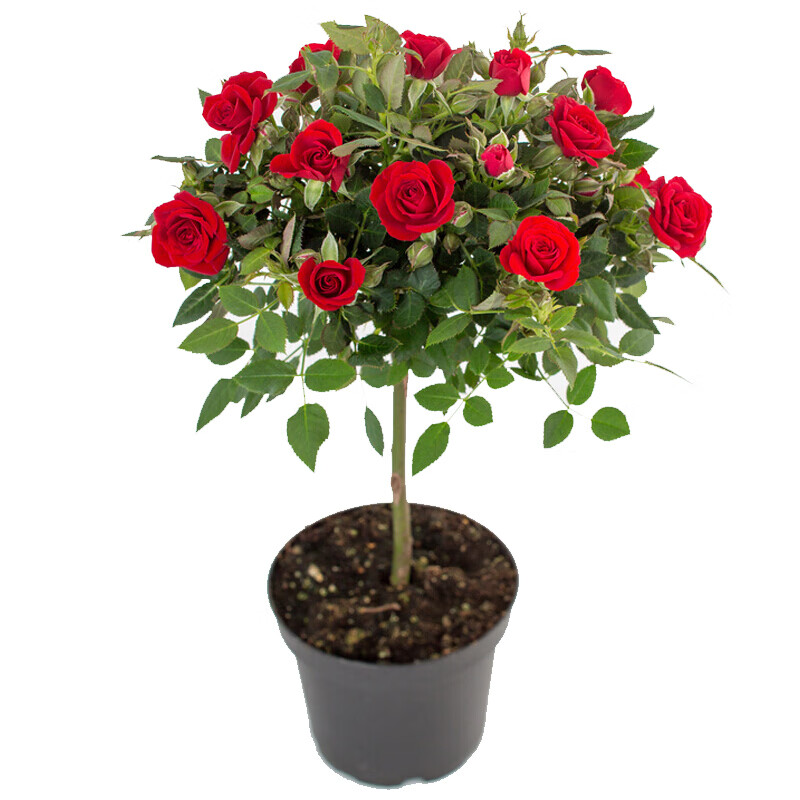 月季苗 相关京东优惠商品排行榜 24 价格图片品牌优惠券 虎窝购