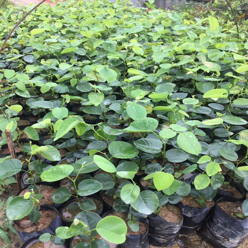 檀香紫檀苗 珍稀红木树种 印度台湾小叶紫檀树苗绿化庭院名贵树苗