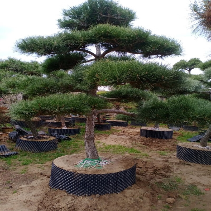 大型别墅庭院四季常青绿化苗大树苗迎客松 造型精品黑松树一物一拍