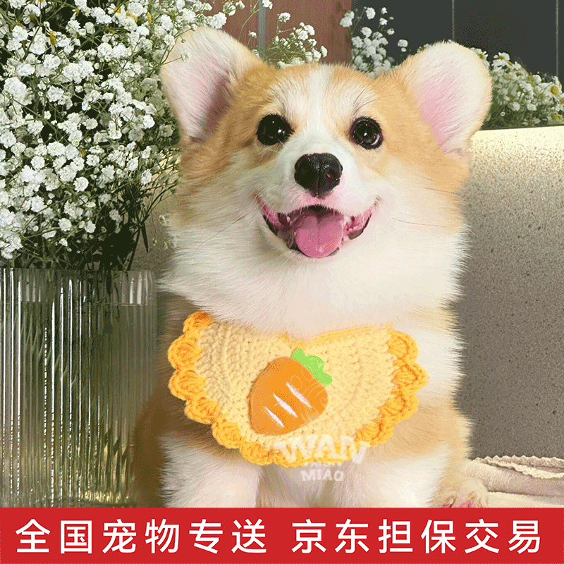 涴喵纯种柯基幼犬威尔士血统家养宠物狗活体短腿小狗