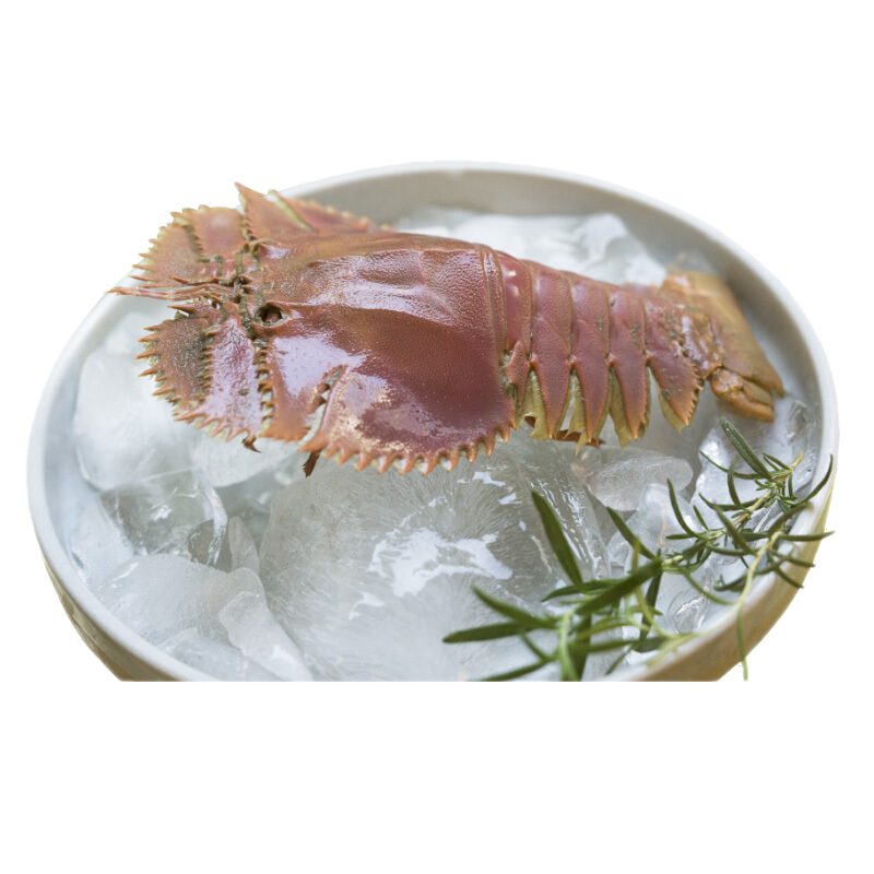 【顺丰空运-多地隔日达】琵琶虾 舟山皮皮虾鲜活特大九齿扇虾姑虾爬子