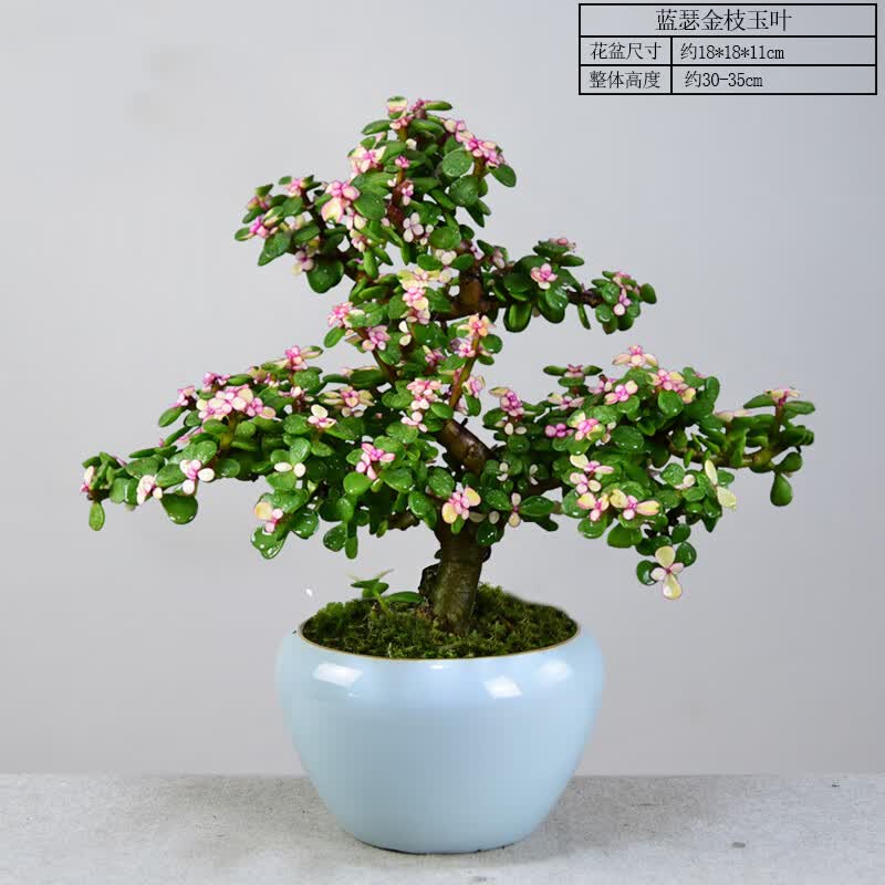 多肉盆景植物办公室内四季好养易活绿植 【烟暖初妆】蓝瑟大金枝玉叶