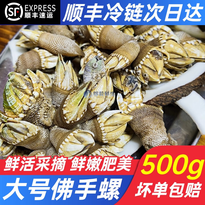 榕毅鲜生海鲜佛手螺鲜活大特大非即食鹅颈藤壶狗爪螺海鸡脚螺龟足贝