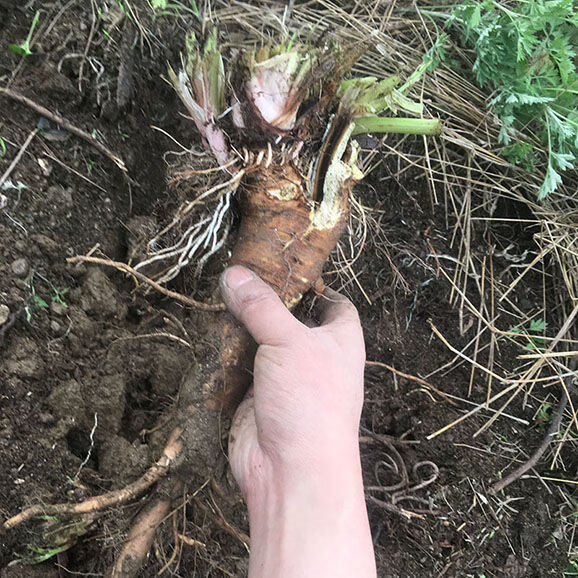 北京同仁堂原材料野生土大黄新鲜羊铁叶子根牛耳大黄牛舌兰黄筋大黄鲜