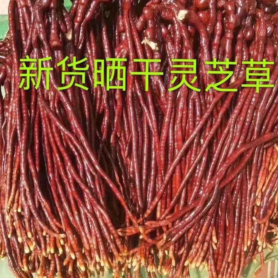 鹿角灵芝500克长白山半野生灵芝草泡酒煲汤多种规格可切片 500g超值装