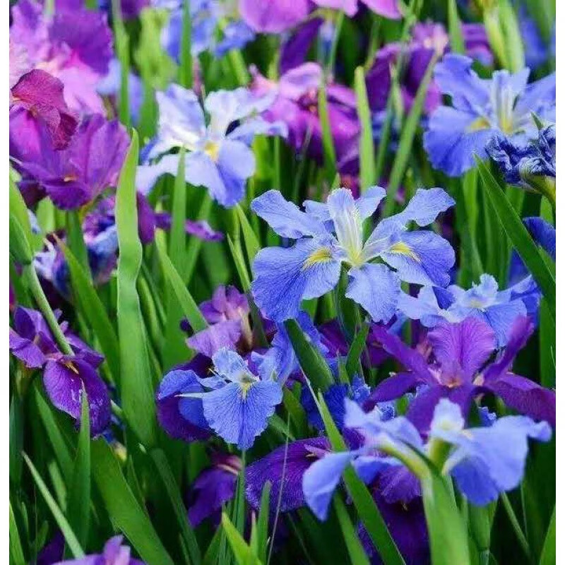 庭院池塘绿化 水生花卉花菖蒲鸢尾花苗 红蓝白粉混色盆栽地栽美化 花