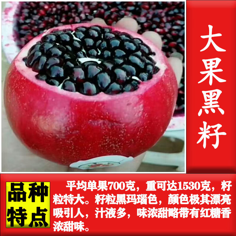 十家香突尼斯无籽石榴树苗南方北方种植盆栽地栽果树果大易活当年结果 大果黑籽【五年苗】怎么样,好用不?
