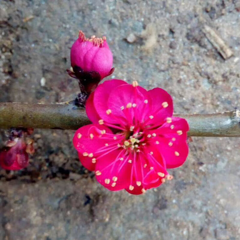 梅花盆栽老桩红梅腊梅盆景树苗花卉耐寒植物室内阳台庭院四季开花