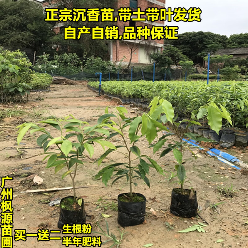 战长沙正宗名贵树苗沉香树苗白木香树苗海南沉香树苗带叶发货沉香苗