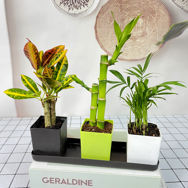 种着玩创意组合绿植小盆栽植物室内桌面带盆小型吸甲醛简单易养套餐二袖珍椰子 富贵竹 彩霞 盆颜色随机 参数详情评论 聚折扣